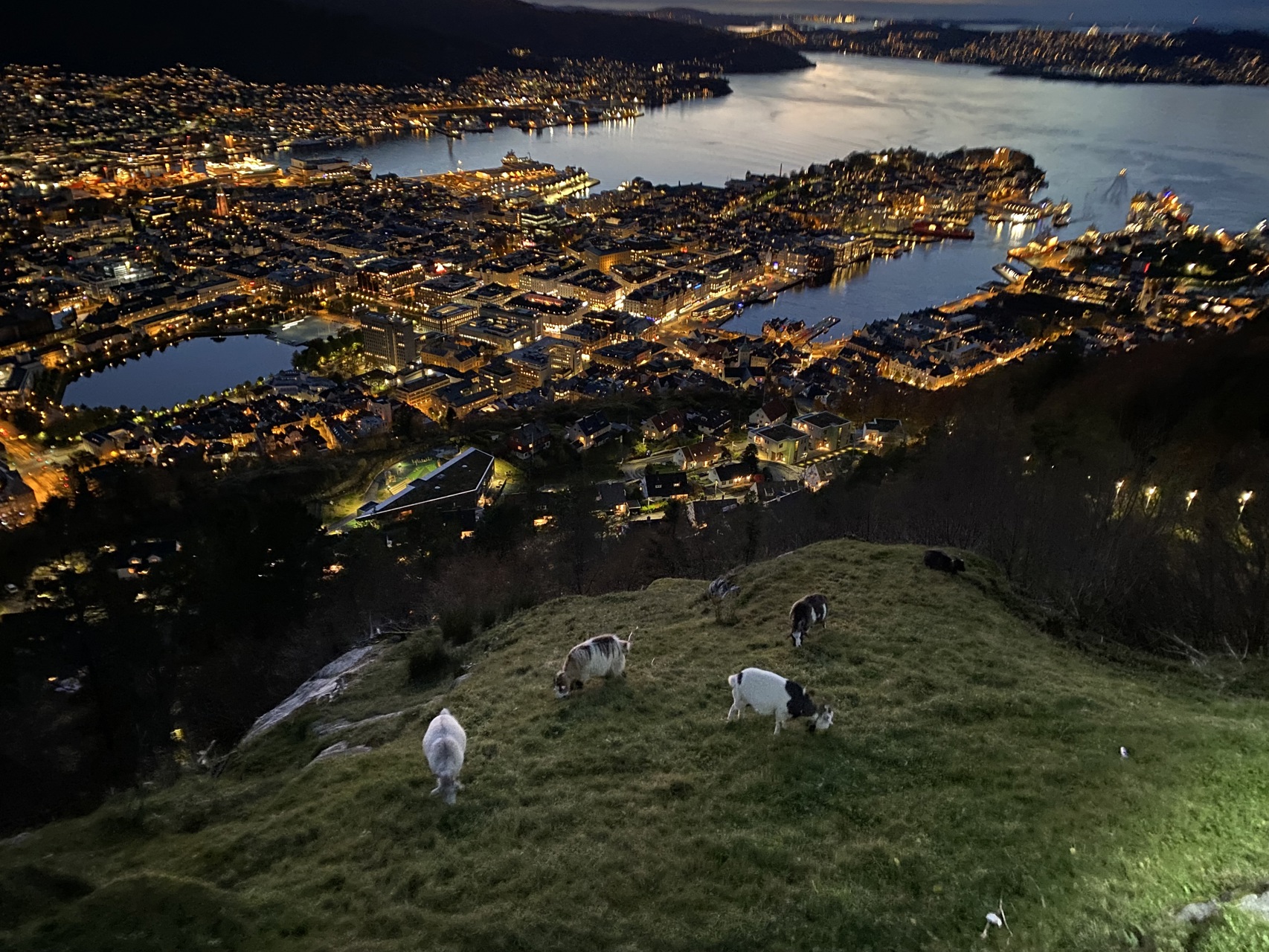 Kveldsbilde av Bergen fra en topp med geiter i forgrunnen.