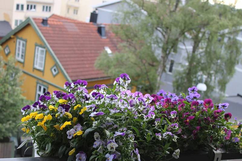 Artikkelbilde